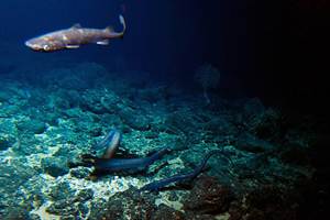 Scientists have tripled the known types of viruses - identifying over 15,000 distinct ones - living in the world's oceans, an advance that may be key to the efforts to protect the planet from global warming. (AP) Scientists have tripled the known types of viruses - identifying over 15,000 distinct ones - living in the world's oceans, an advance that may be key to the efforts to protect the planet from global warming. (AP)