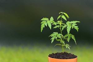 The study revealed that nimbolide -- a bioactive terpenoid compound derived from neem plant -- can significantly suppress cell invasion and migration of prostate cancer cells, suggesting its ability to reduce tumour metastasis or spread. (Image Source: myitchykid.co.uk)