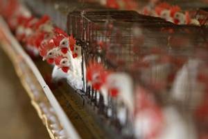 Department of Animal Husbandry under the ministry of agriculture will shortly apply for ‘zoning certification’ from Paris-based World Organisation of Animal Health (OID), which would allow shipment of meat and poultry products from these states or zones notwithstanding any break of diseases in other parts of the country. (Reuters)