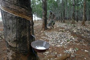 The scheme is to impart skill development training for 16,500 labourers in rubber harvesting and processing sector in Kerala and Tripura, according to Rubber Board sources. (Reuters)