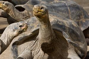 Diego, the tortoise has fathered as much as 800 babies over the years and is credited of saving the entire species of its breed. (Image: Diego Zoo Website)
