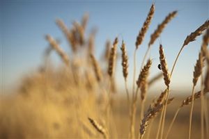 According to official data, in FY16, only 84% of wheat and 94% of rice allocated to states for distribution for various social sector programmes have been lifted, which results in delay in availability of subsidised foodgrains to beneficiaries. (Source: Reuters)
