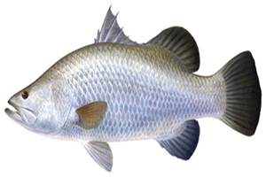 Asian Seabass known as Bhetki in Bengal, Narimeen in Kerala: Few facts to know Asian Seabass known as Bhetki in Bengal, Narimeen in Kerala: Few facts to know