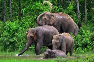 2 elephants fall in well, around 120 pachyderms surround area 2 elephants fall in well, around 120 pachyderms surround area