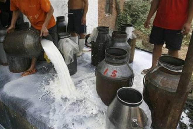 world milk day, india milk production, milk production, india highest producer of milk, cow milk, buffalo milk, amul, white revolution, operation flood, milk in india, indian cow, european cow, cow, cattle, cattle milk, milk production, dairy, dairy farmers, dairy production