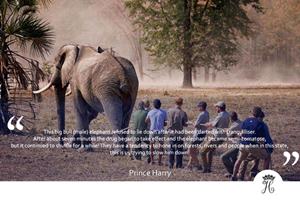 Harry said: ‘Elephants simply can't roam freely like they used to, without coming into conflict with communities, or being threatened by poaching and persecution. (Twitter)