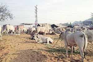 E-governance, E-Health, Veterinary Council of India, Common Service Centres, CSC eGovernance Services India Limited, ePashu Chikitsa E-governance, E-Health, Veterinary Council of India, Common Service Centres, CSC eGovernance Services India Limited, ePashu Chikitsa