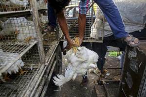 bird flu, bird flu in delhi, bird flu delhi, bird flu in delhi 2016, deer park, h5n1, avian influenza, birdflu, bird flu symptoms, avian flu, bird flu update, bird flu cases in india, bird flu india, deer park, hauz khas deer park, delhi zoo bird flu, bird flu in delhi, bird flu delhi, bird flu in delhi 2016, deer park, h5n1, avian influenza, birdflu, bird flu symptoms, avian flu, bird flu update, bird flu cases in india, bird flu india, deer park, hauz khas deer park, delhi zoo