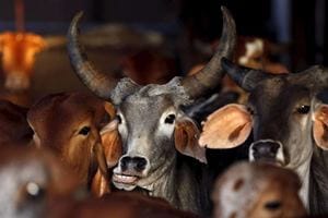 There are other aspects about Reddy’s business that might seem quirky. Dairies supplying milk to him cannot use feed. (Reuters)