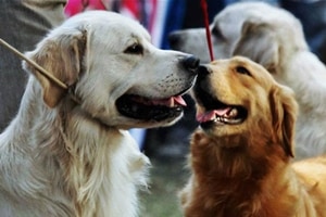 Novel drug may allow dogs to live longer