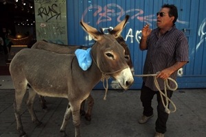 China donkeys, China donkey imports, China donkey medicines, Africa donkeys, Africa China donkeys