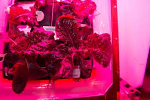 Astronomers are using a plant growth system called "Veggie" for their experiment. (Website: NASA)
