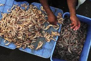 Blue revolution in India: White-leg prawn boosts marine exports