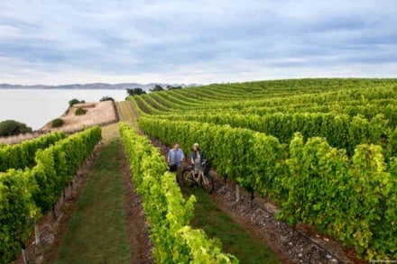 New Zealand emerged as a favourite among Indian travellers, witnessing a growth of 52 per cent in travel searches from last year New Zealand emerged as a favourite among Indian travellers, witnessing a growth of 52 per cent in travel searches from last year