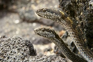 planet earth 2, planet earth, sir david Attenborough, iguana, snakes, snakes iguana, bbc documentary, bbc, bbc planet earth
