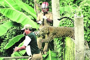 Though more in number than the tiger, the leopard is no less endangered, as a slew of recent instances across the country point out.