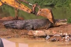 Crocodile, Crocodile Rescued, Sri Lanka, Wildlife Department, Reptile, Rescue News, Crocodile News, Matara