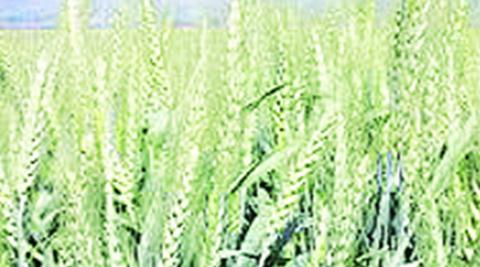 The funds for Pradhan Mantri Mudra Yojana has been cut to Rs 1,040 crore from Rs 2,135 crore. (Express Photo) The funds for Pradhan Mantri Mudra Yojana has been cut to Rs 1,040 crore from Rs 2,135 crore. (Express Photo)