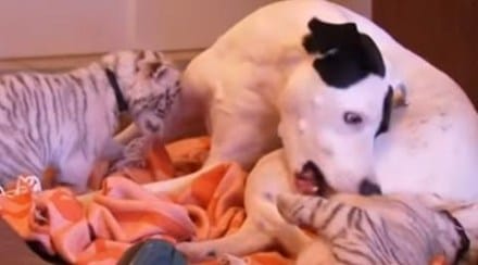 Wurms said Leon previously helped raise a white lion in 2012. (Youtube)