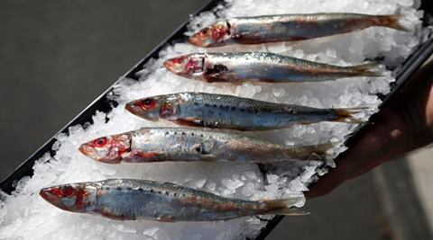 Climate change may lead to annual revenue loss of $10 bn for global fisheries sector by 2050