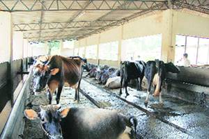 Milk prices set to shoot up in Kerala, govt makes grim announcement