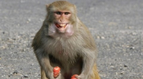 SpiceJet, Boeing, Ahmedabad, monkeys, runway, air traffic, India news