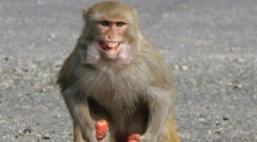 SpiceJet, Boeing, Ahmedabad, monkeys, runway, air traffic, India news