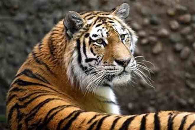 Usually, big cats and wild canids live in different locations to avoid each other. (File Photo)