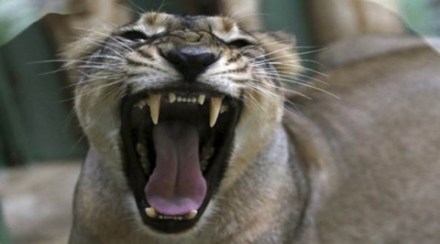 The village is located in Amreli district which is near the Sasan Gir region known for its lion population. (Representative Image: Reuters)