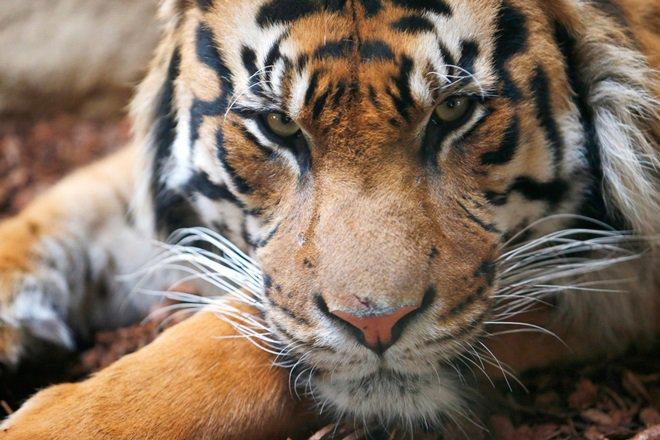 The ministry claims that the documentary “shall provide a fillip to wildlife offences, especially poaching.”
(Reuters)