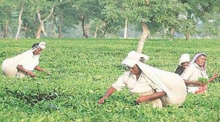 do not accept the Trrihannah management's move and feared that it would be followed by other gardens as well causing risk to livelihood of over four lakh workers. (Source: Express archive)