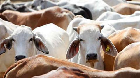 rajasthan, gaushala, cattle shelter, rajasthan cattle shelter, music system