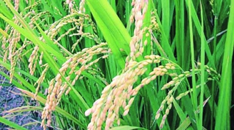 The government has sought to provide incentives to the people reeling under the pressure of cash crunch resulting from the demonetisation The government has sought to provide incentives to the people reeling under the pressure of cash crunch resulting from the demonetisation