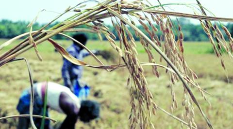 The Centre spent more than R16,000 crore on PMFBY, but the chalta hai attitude of some states may spoil the show. (PTI) The Centre spent more than R16,000 crore on PMFBY, but the chalta hai attitude of some states may spoil the show. (PTI)