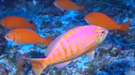 coral-reef, Kure Atoll, Pacific ocean, US President, Tosanoides obama, Barack Obama, Papahanaumokuakea, basslet, NOAA, Randall Kosaki, ZooKeys, hairworm coral-reef, Kure Atoll, Pacific ocean, US President, Tosanoides obama, Barack Obama, Papahanaumokuakea, basslet, NOAA, Randall Kosaki, ZooKeys, hairworm