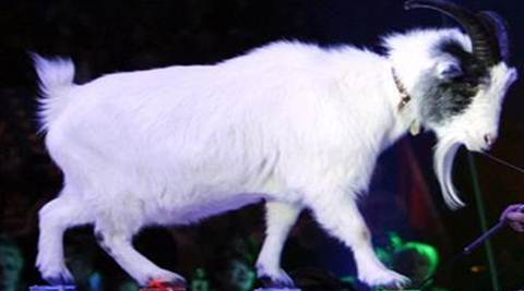 World’s first cloned goat with Cashmere wool born in China World’s first cloned goat with Cashmere wool born in China