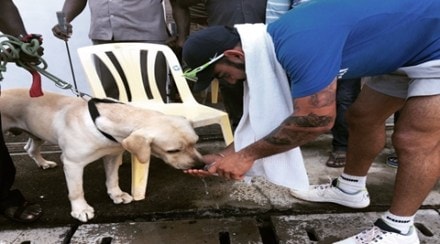 virat kohli, india vs englnd, virat kohli dogs, virat kohli bruno, virat kohli instagram, virat kohli love for dogs virat kohli, india vs englnd, virat kohli dogs, virat kohli bruno, virat kohli instagram, virat kohli love for dogs