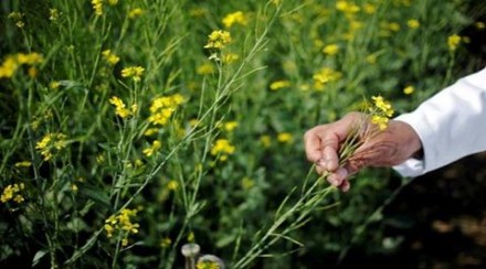 The transgenes, barnase and barstar, used in GE mustard are different. (Reuters)