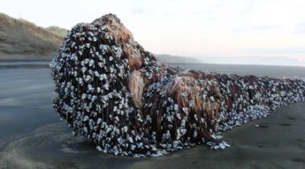 Melissa Doubleday, nz, new zealand, Muriwai monster, Muriwai beach, Muriwai giant, muriwai object, barnacle, sea giant, melissa doubleday facebook
