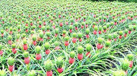 The policy proposition of opening up of investment opportunities in fruit-processing had sent more optimistic Kerala farmers to venture into pineapple cultivation.