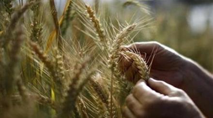 demonetisation, demonetisation impact, demonetisation impact on rabi, rabi crop