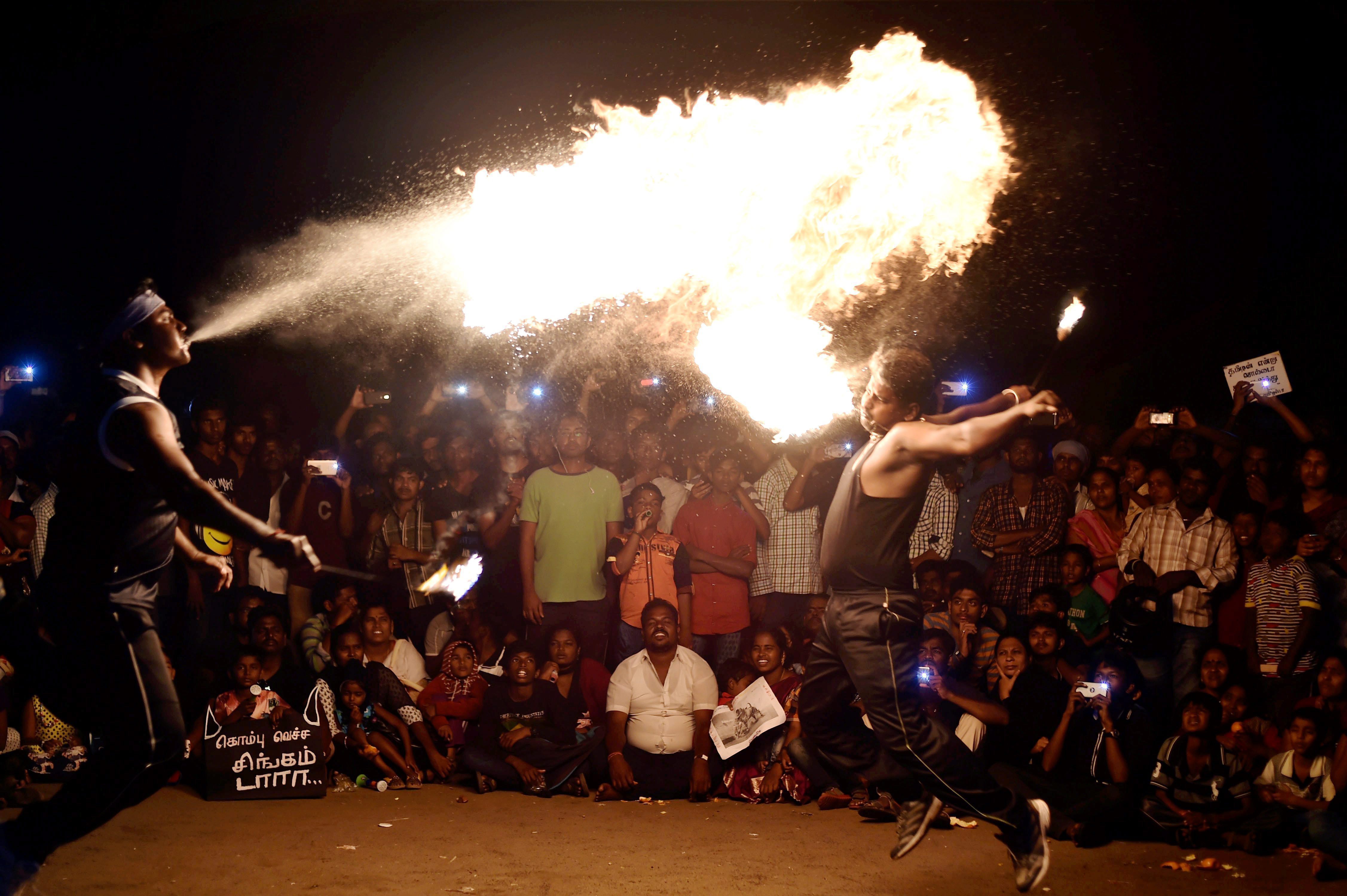 jallikattu ban, jallikattu, supreme court jallikattu ruling, PETA, marina beach protests, jallikattu protest, bull taming jallikattu, pongal celebrations, tamil nadu protests jallikattu, chennai protests jallikattu