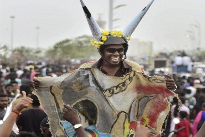 jallikattu ban, jallikattu, supreme court jallikattu ruling, PETA, marina beach protests, jallikattu protest, bull taming jallikattu, pongal celebrations, tamil nadu protests jallikattu, chennai protests jallikattu, cockfight, bulbulfihht, kambala karnmataka