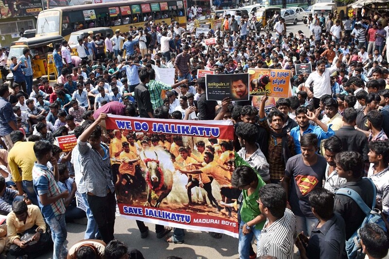 jallikattu ban, jallikattu supreme court, pongal controversy, jallikattu protests, tamil nadu protests jallikattu, marina beach jallikattu, jallikattu tradition, india news, jallikattu tamil nadu government