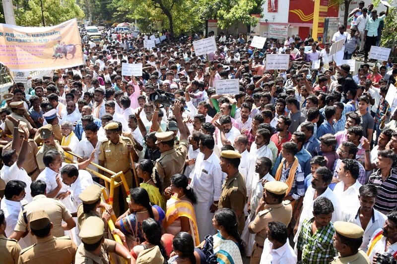 jallikattu ban, jallikattu supreme court, pongal controversy, jallikattu protests, tamil nadu protests jallikattu, marina beach jallikattu, jallikattu tradition, india news, jallikattu tamil nadu government