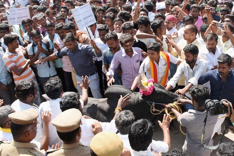 jallikattu ban, jallikattu supreme court, pongal controversy, jallikattu protests, tamil nadu protests jallikattu, marina beach jallikattu, jallikattu tradition, india news, jallikattu tamil nadu government