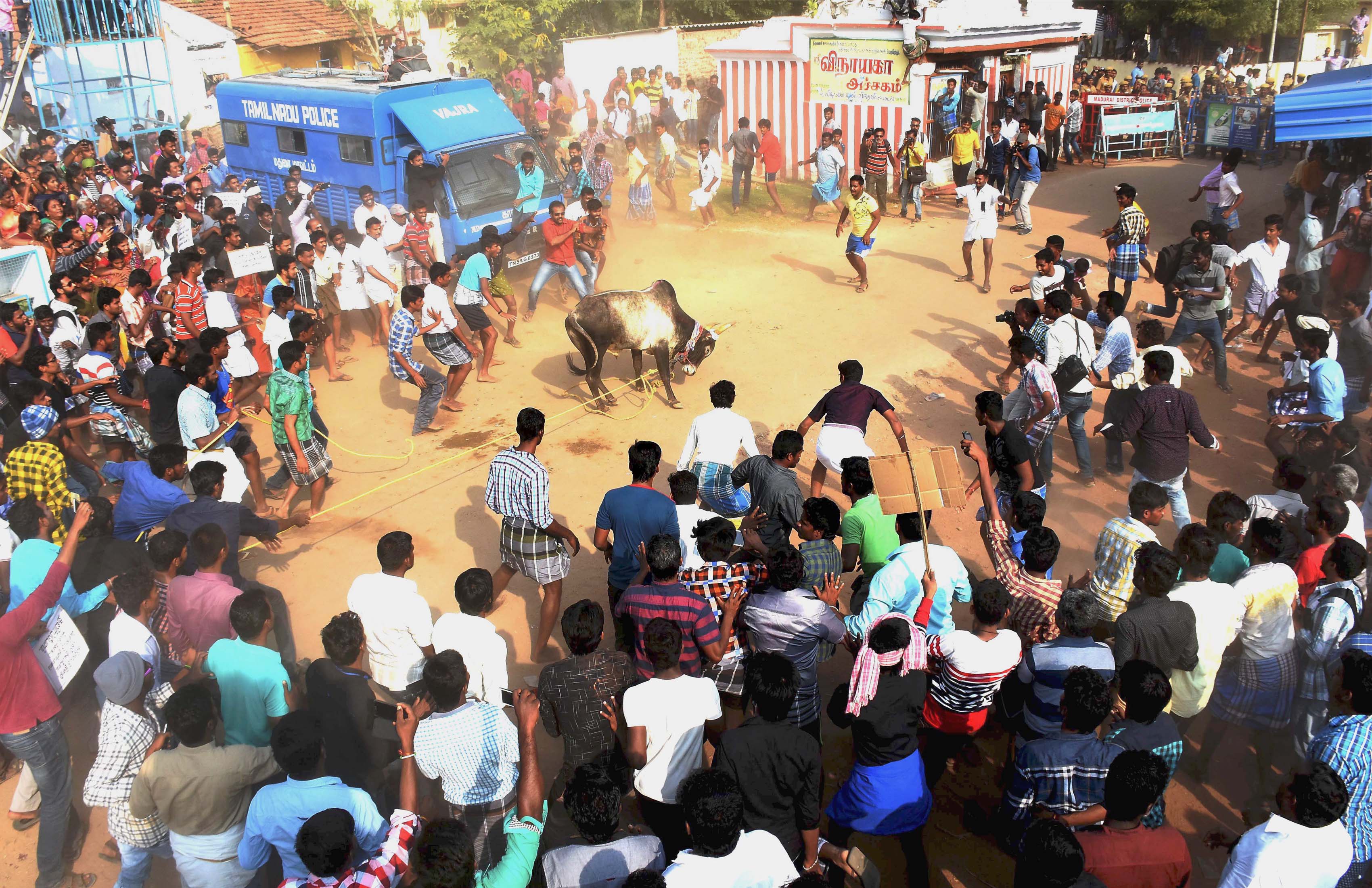 jallikattu ban, jallikattu, supreme court jallikattu ruling, PETA, marina beach protests, jallikattu protest, bull taming jallikattu, pongal celebrations, tamil nadu protests jallikattu, chennai protests jallikattu