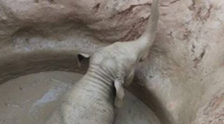 viral, viral pictures, pictures viral, viral elephant, baby elephant, elephant pictures, cute baby elephant, chhattisgarh