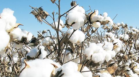 Gujarat cotton demand in Tamil Nadu drops; ginners of adulterating commodity