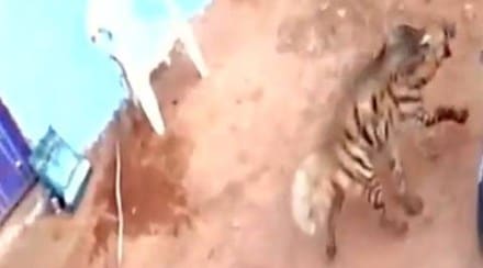 hyena, hyena entered village, Video of Hyena, Panna district, man-animal conflict